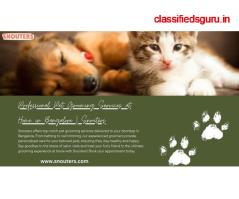 Professional Pet Grooming Services at Home in Bangalore | Snouters	