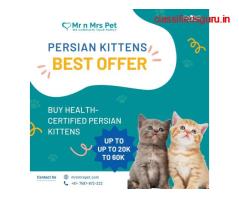 Persian kitten for Sale in Hyderabad at Affordable Price